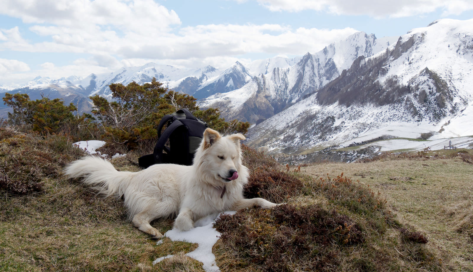 Cane da montagna dei Pirenei