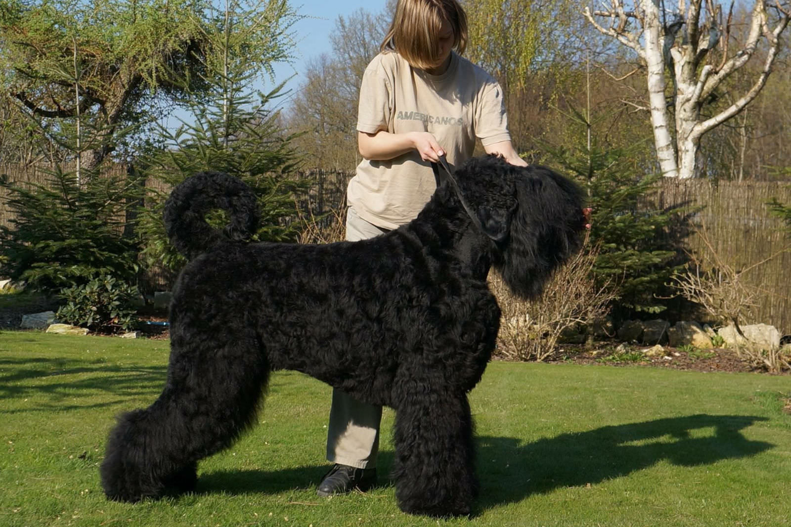 Terrier nero russo