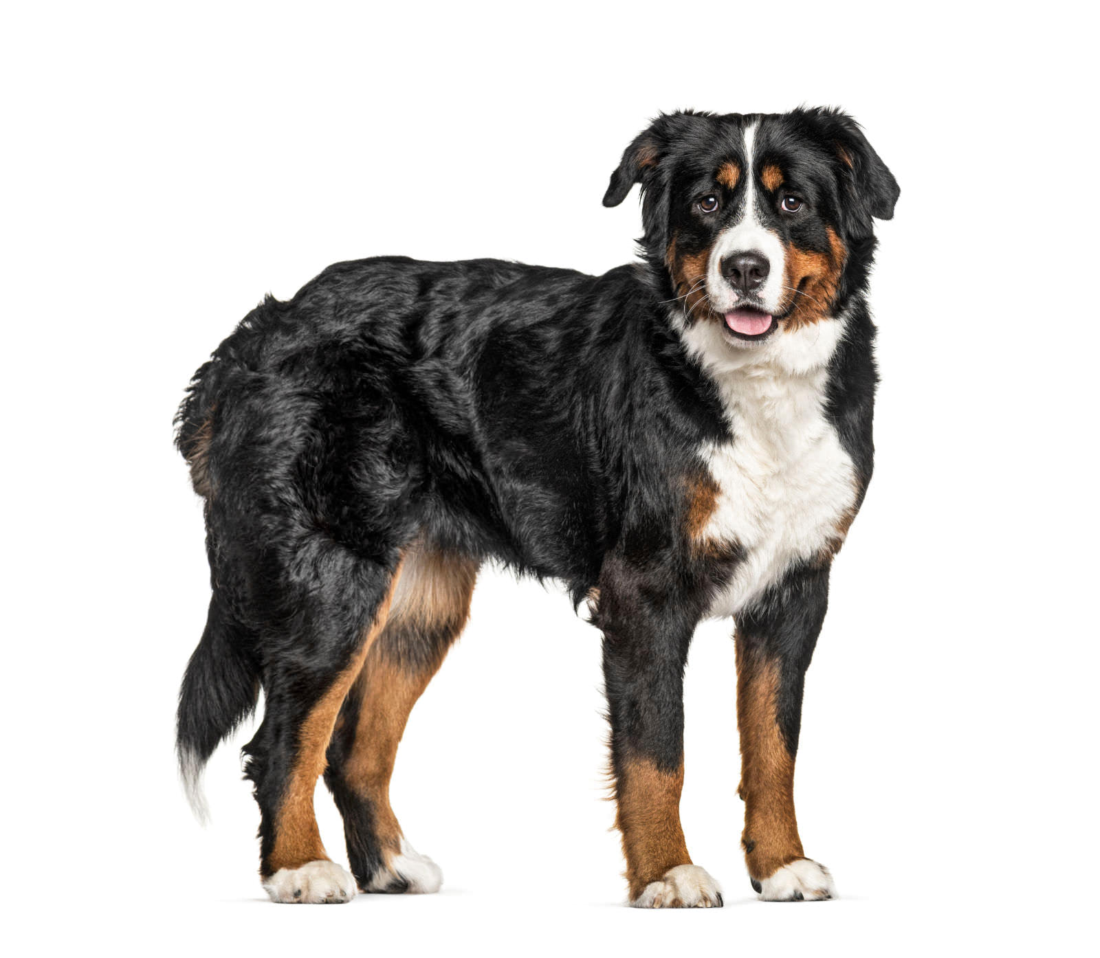 Cane bovaro del bernese