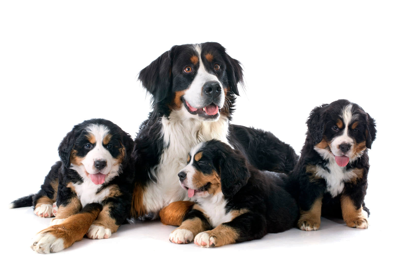 Cane bovaro del bernese