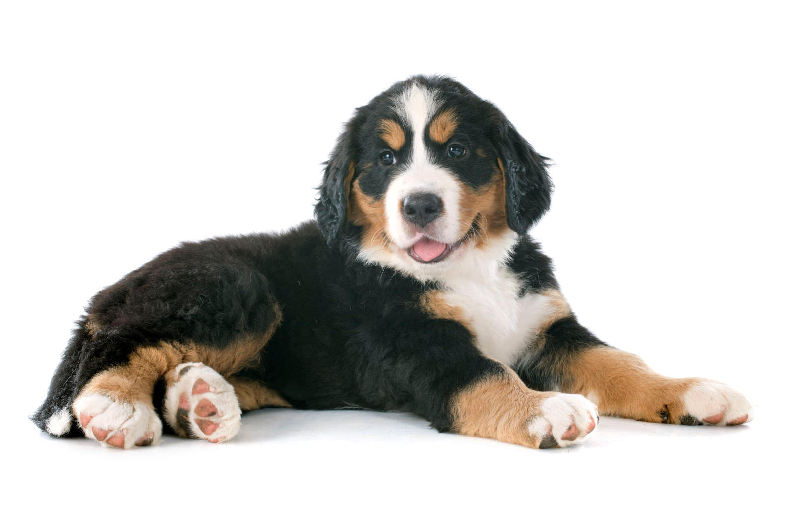 Cane bovaro del bernese
