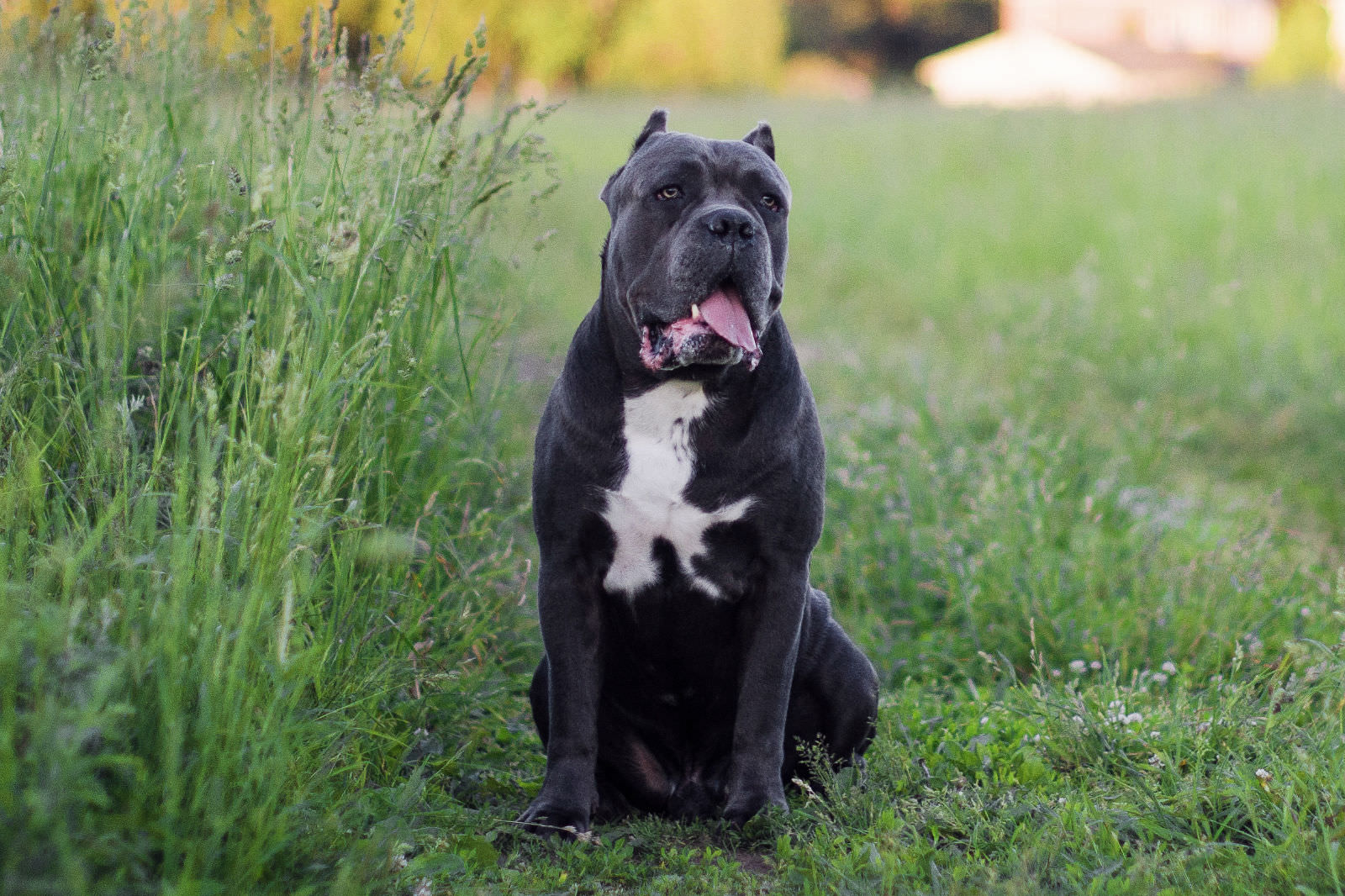 Cane corso