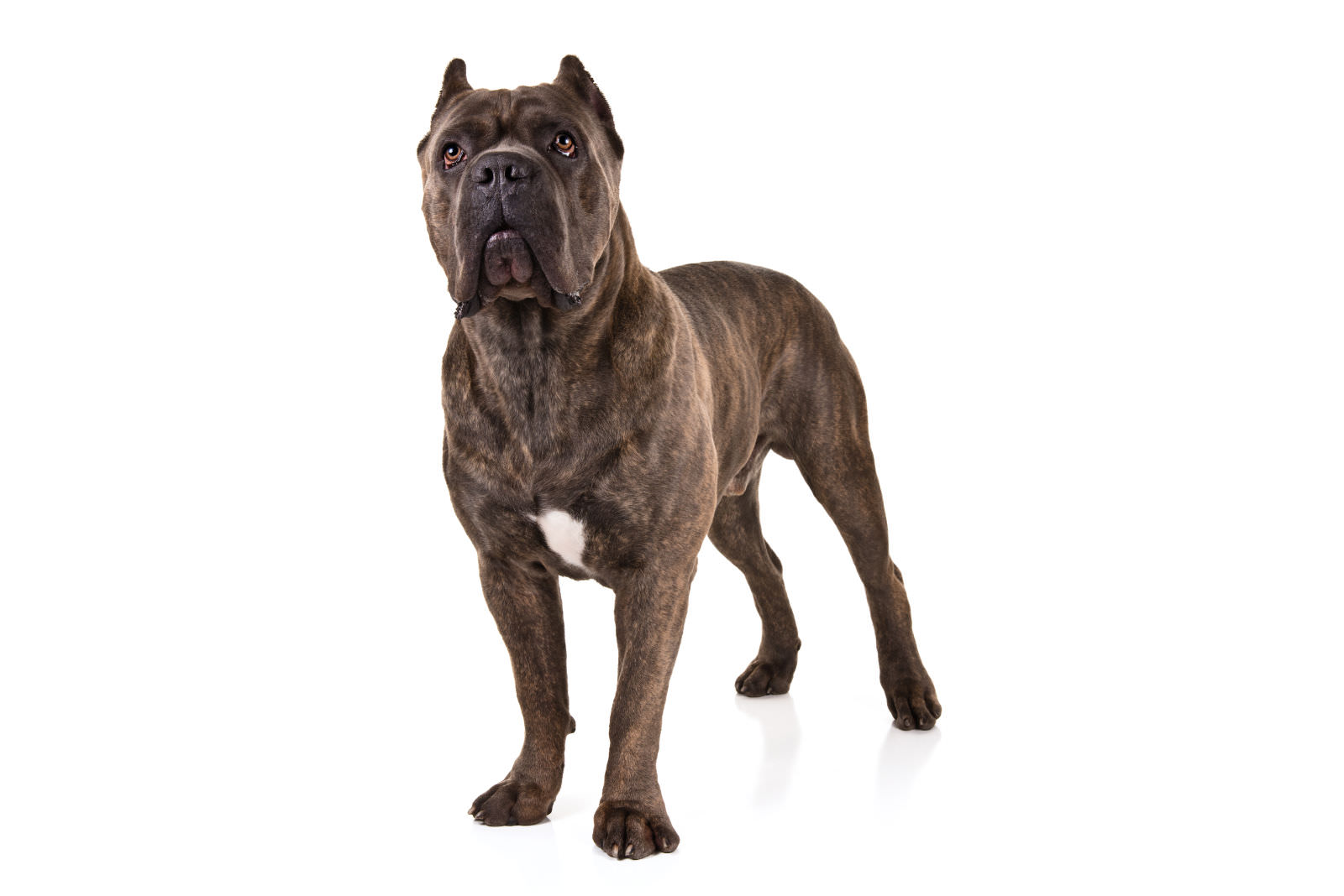 Cane corso