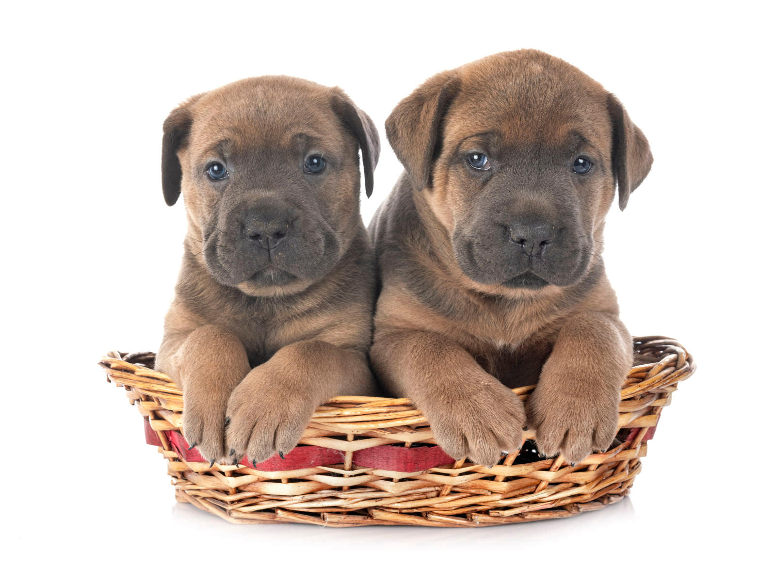 Cane corso