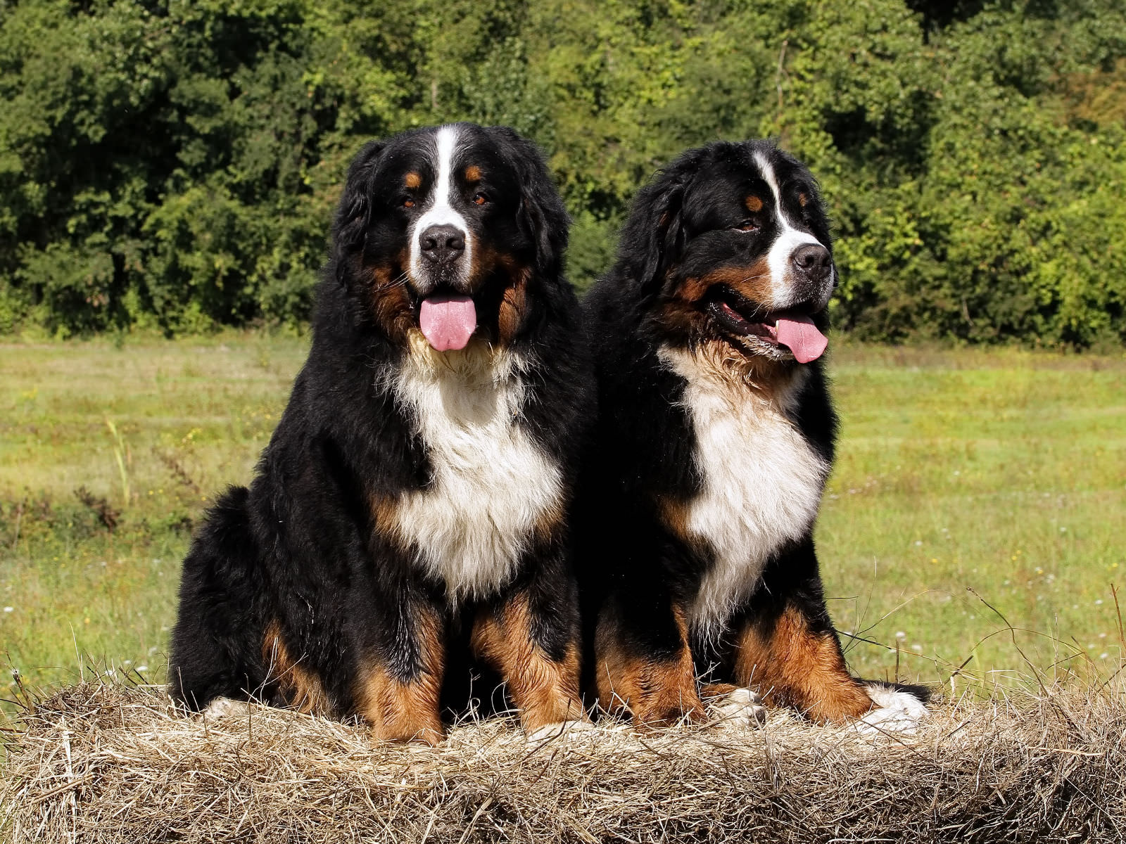 Bovaro del Bernese