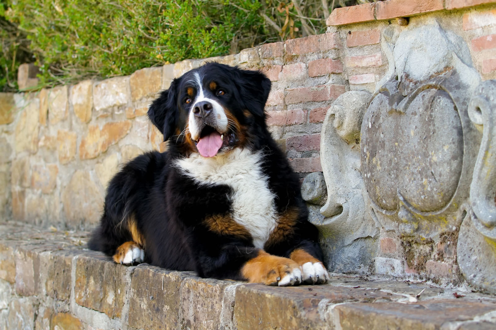 Bovaro del Bernese