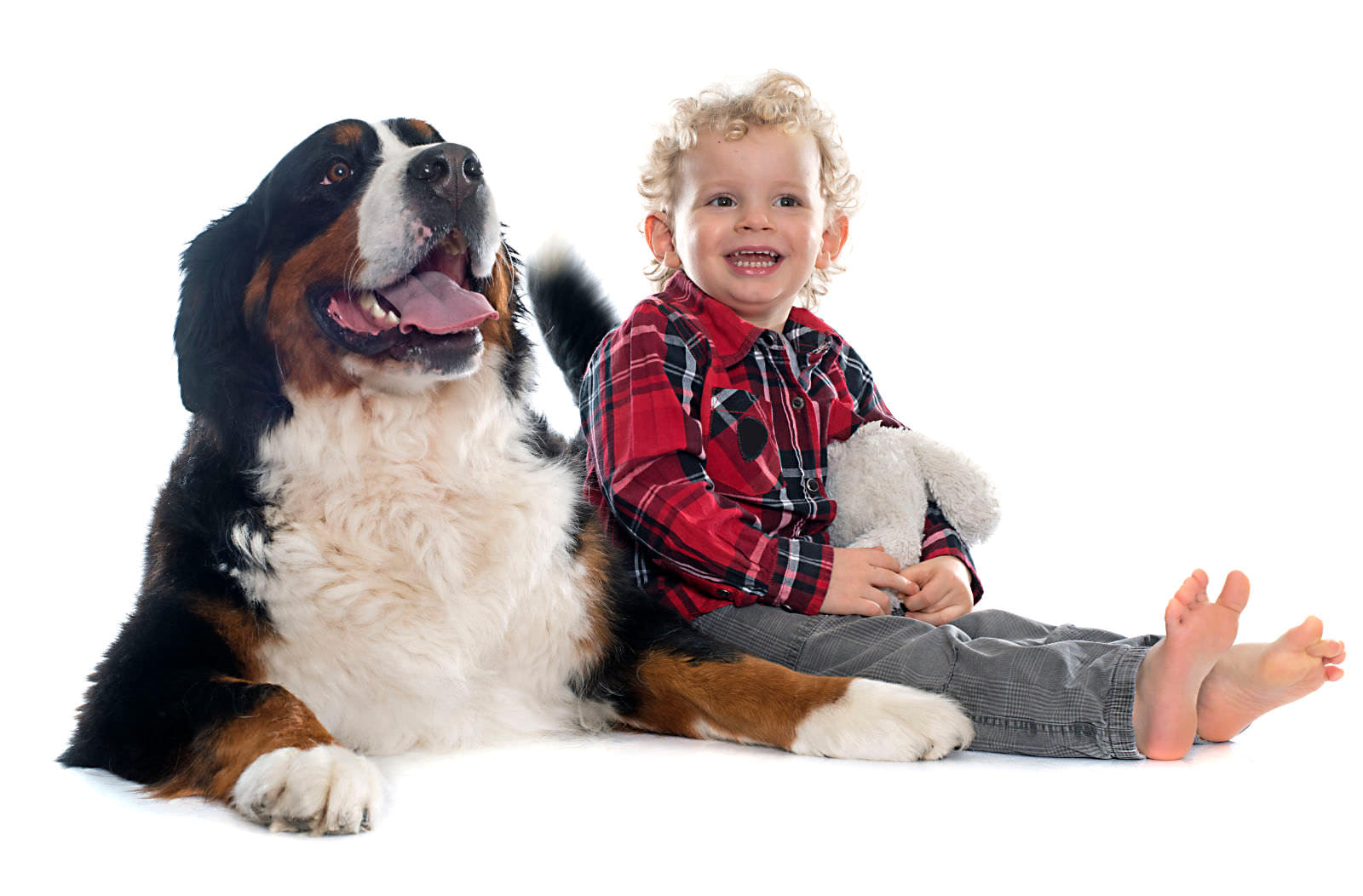 Bovaro del Bernese