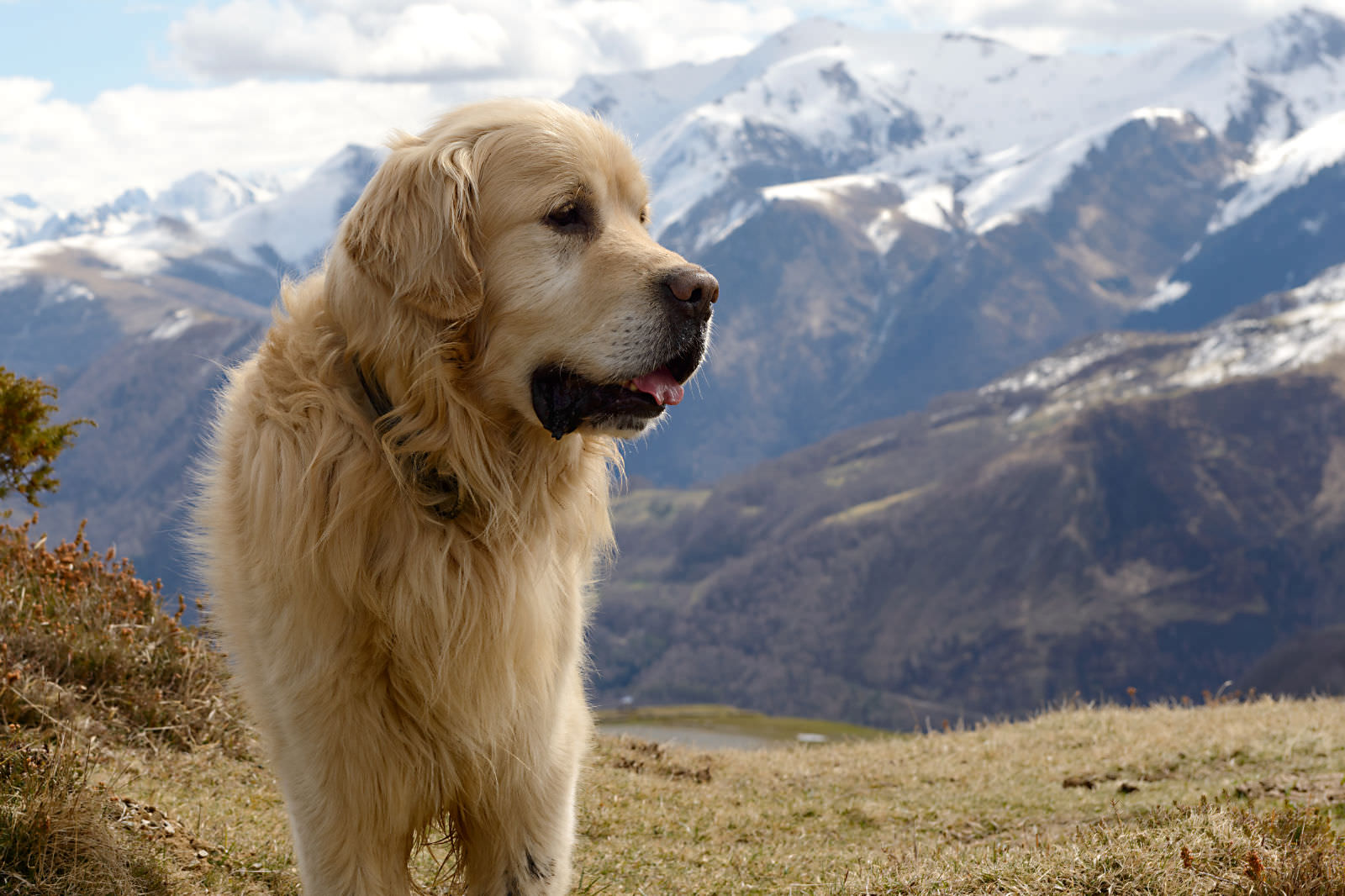 Cane da montagna dei Pirenei