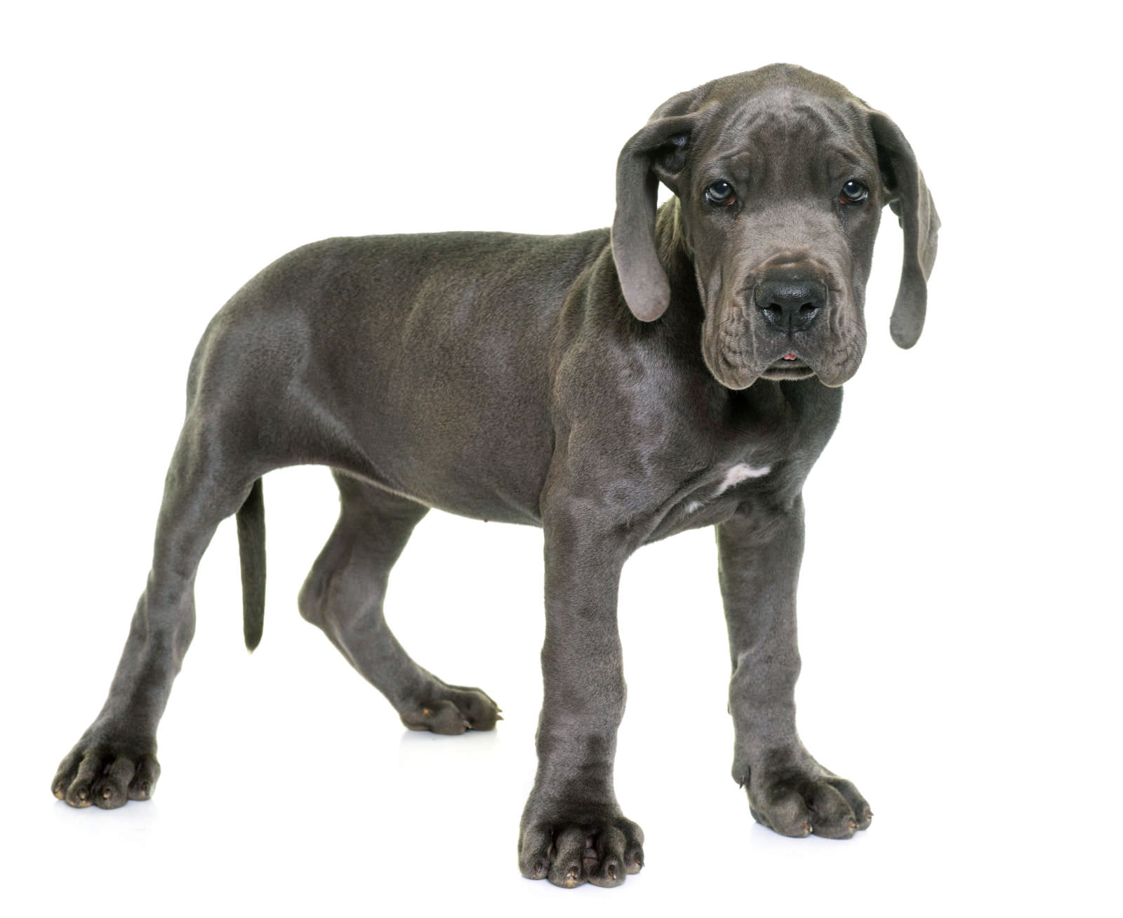 Cucciolo di Alano