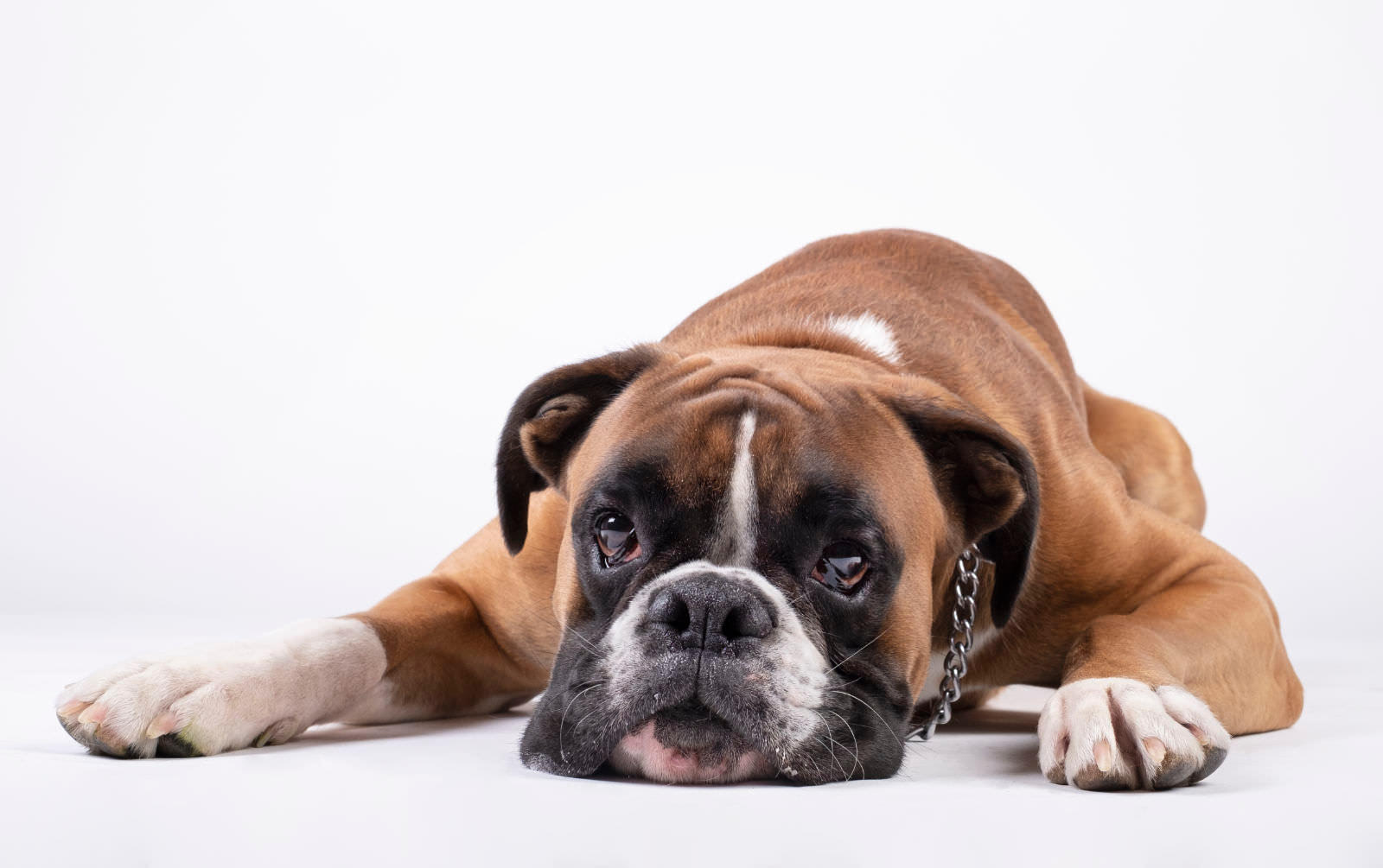 Boxer