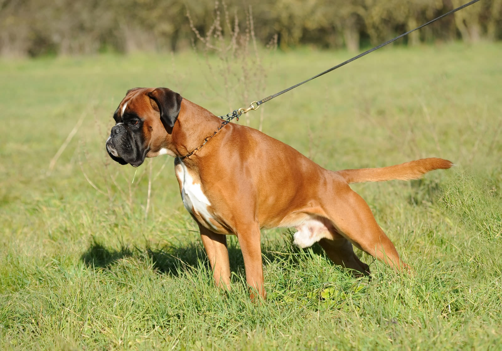 Boxer