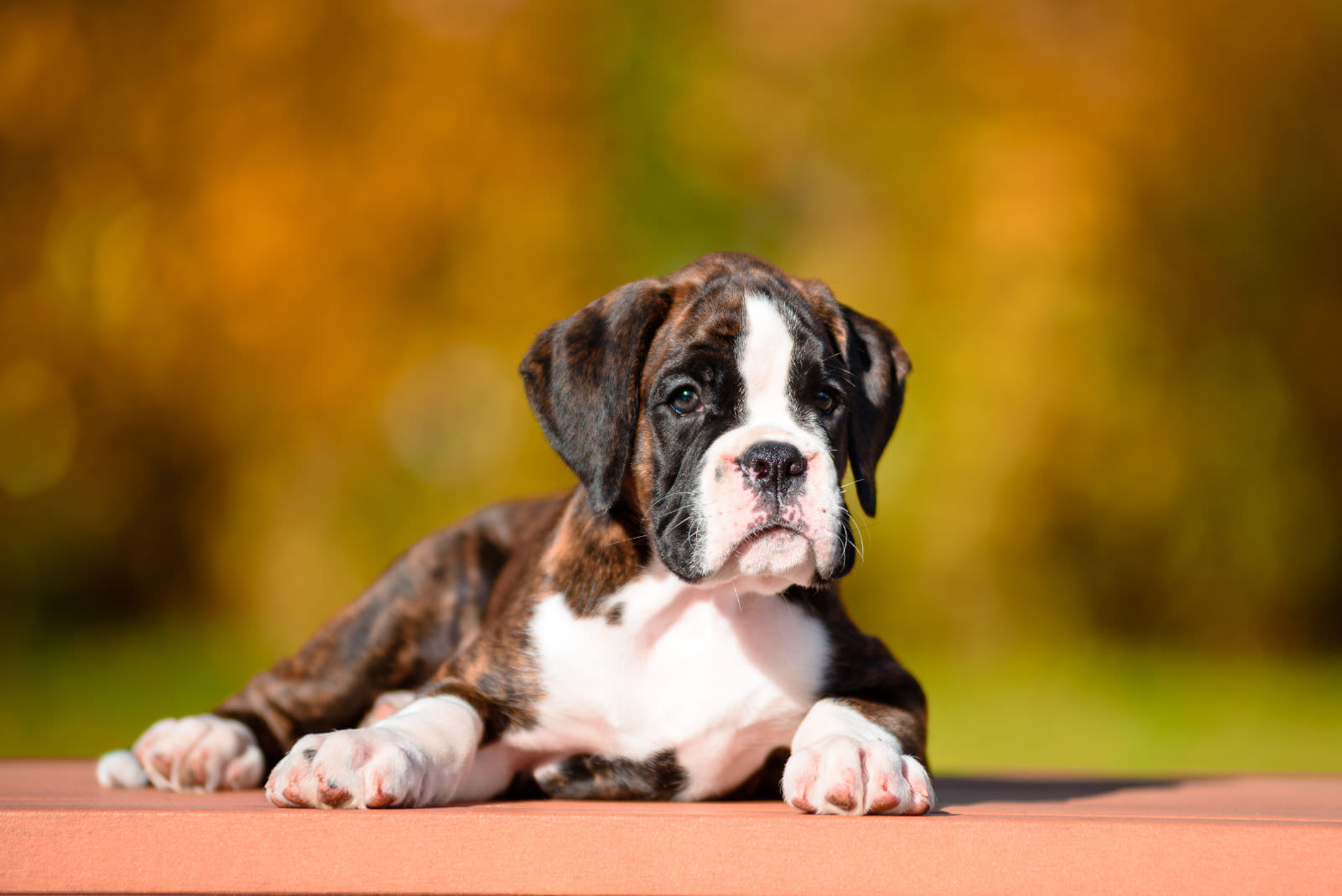 Boxer cucciolo