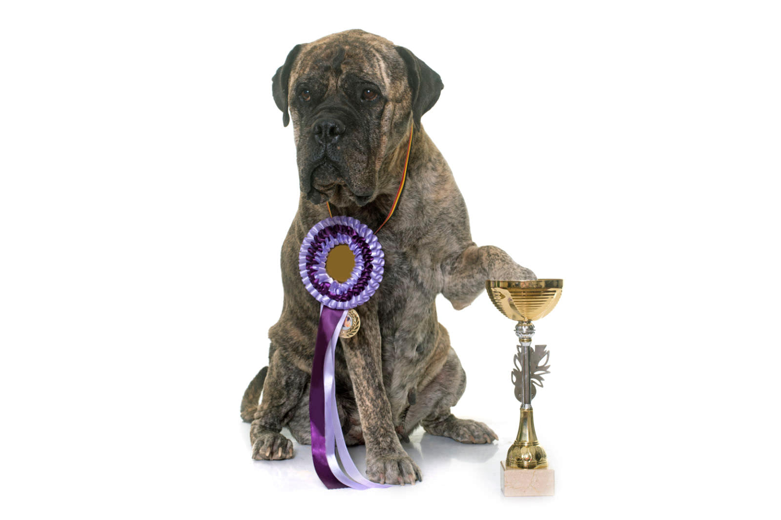 Bullmastiff