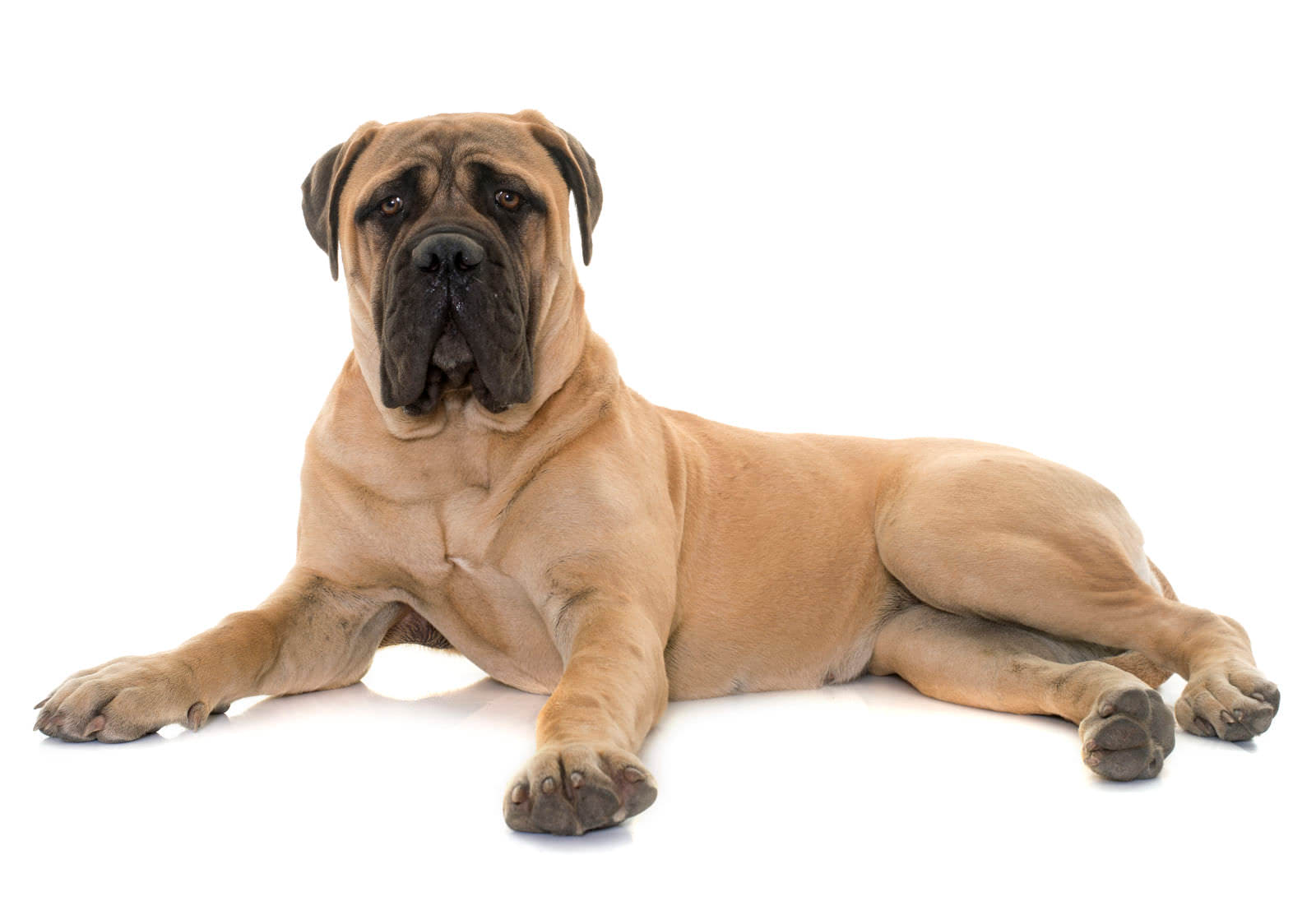 Bullmastiff