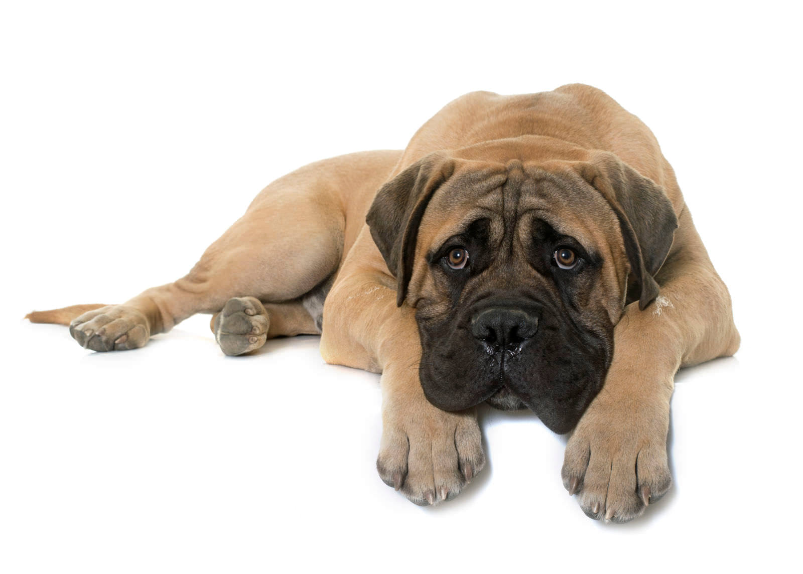 Bullmastiff