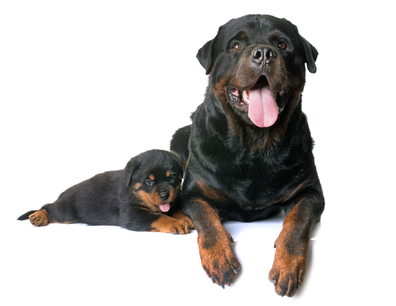 cane da guadia rottweiler con il cucciolo