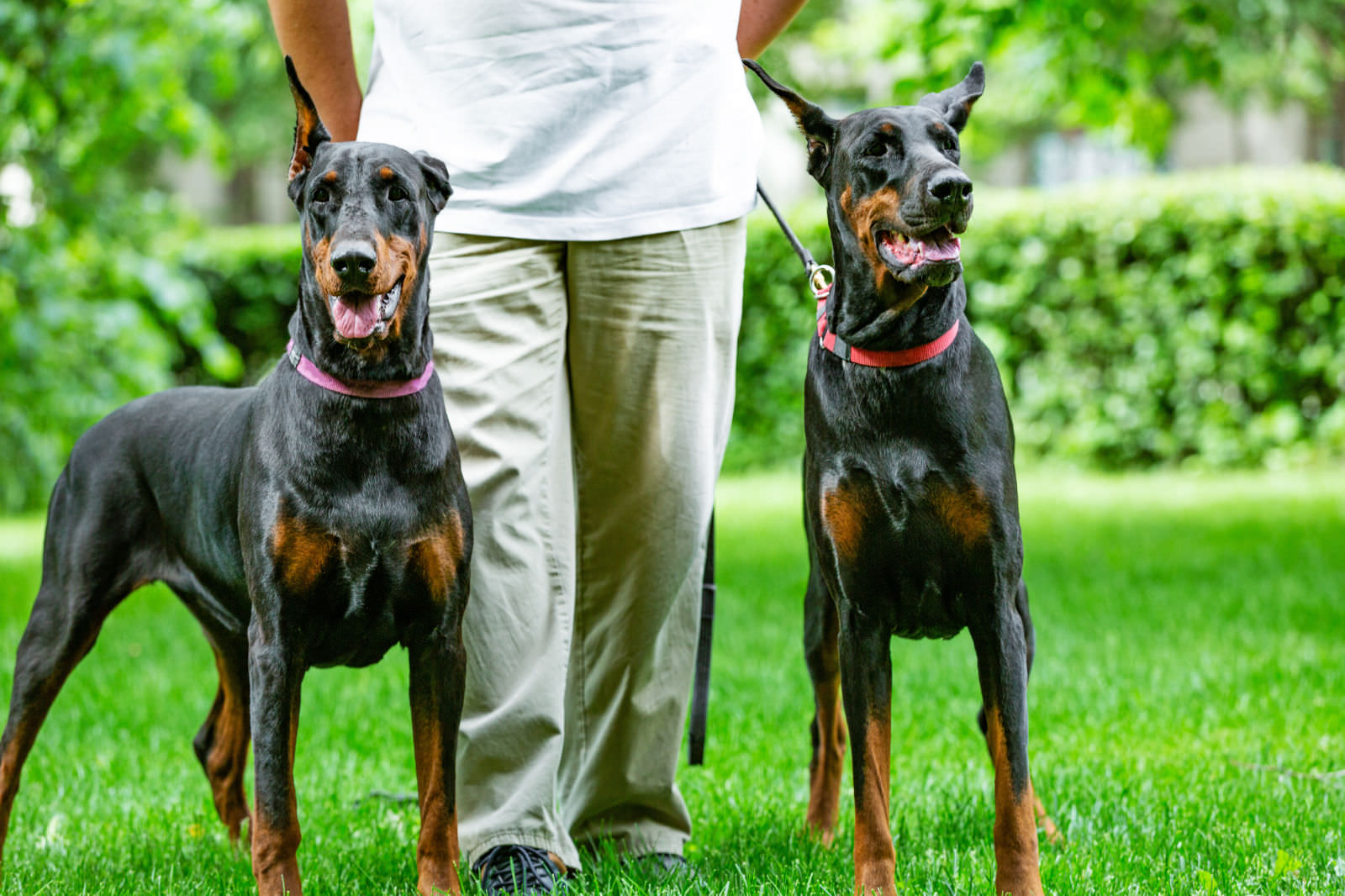 Dobermann