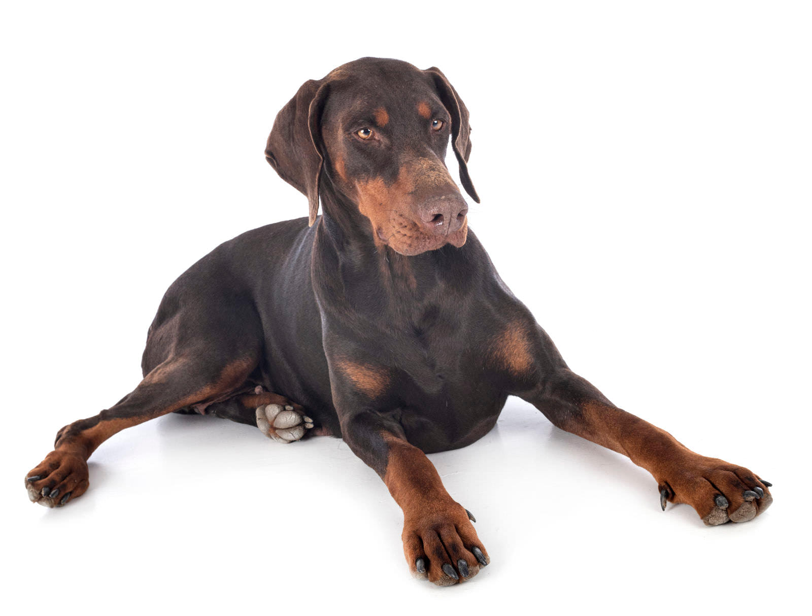Dobermann