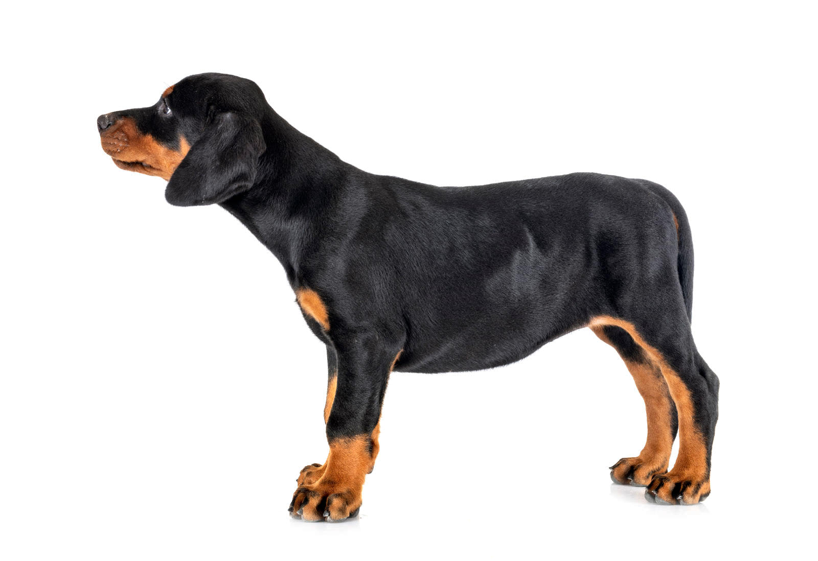 Dobermann
