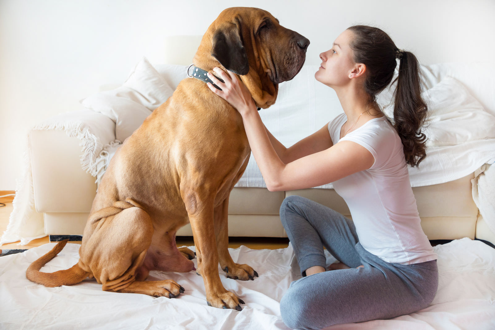 Fila Brasileiro