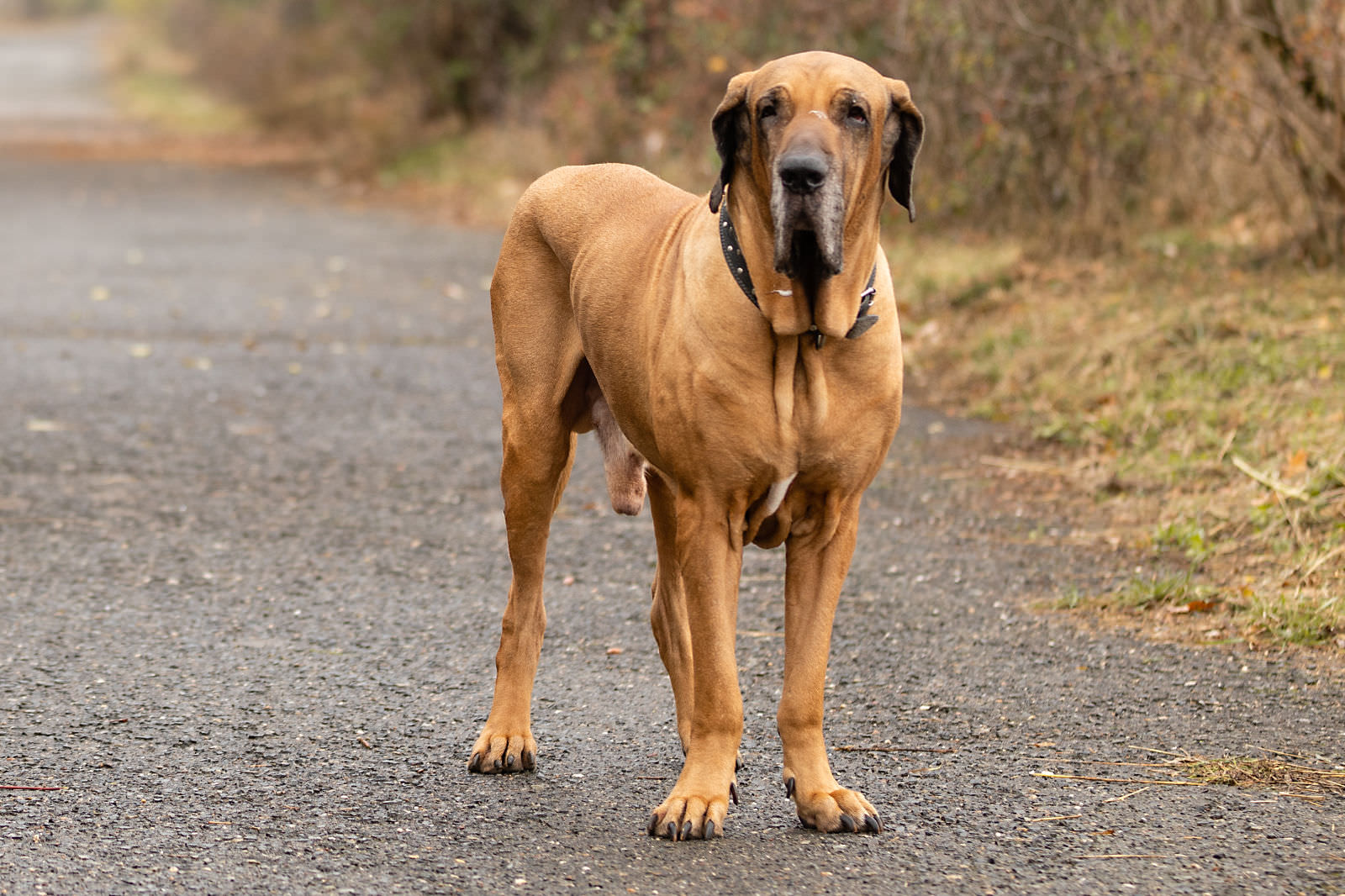 Fila Brasileiro