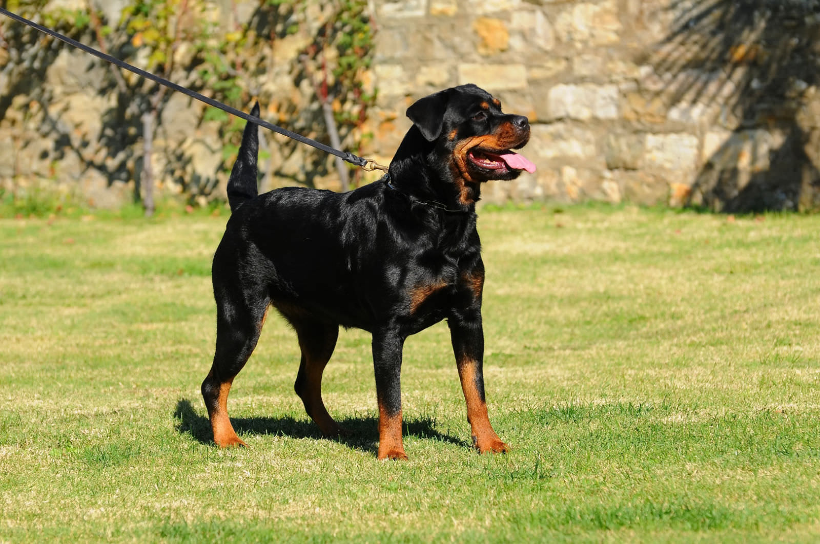 Rottweiler