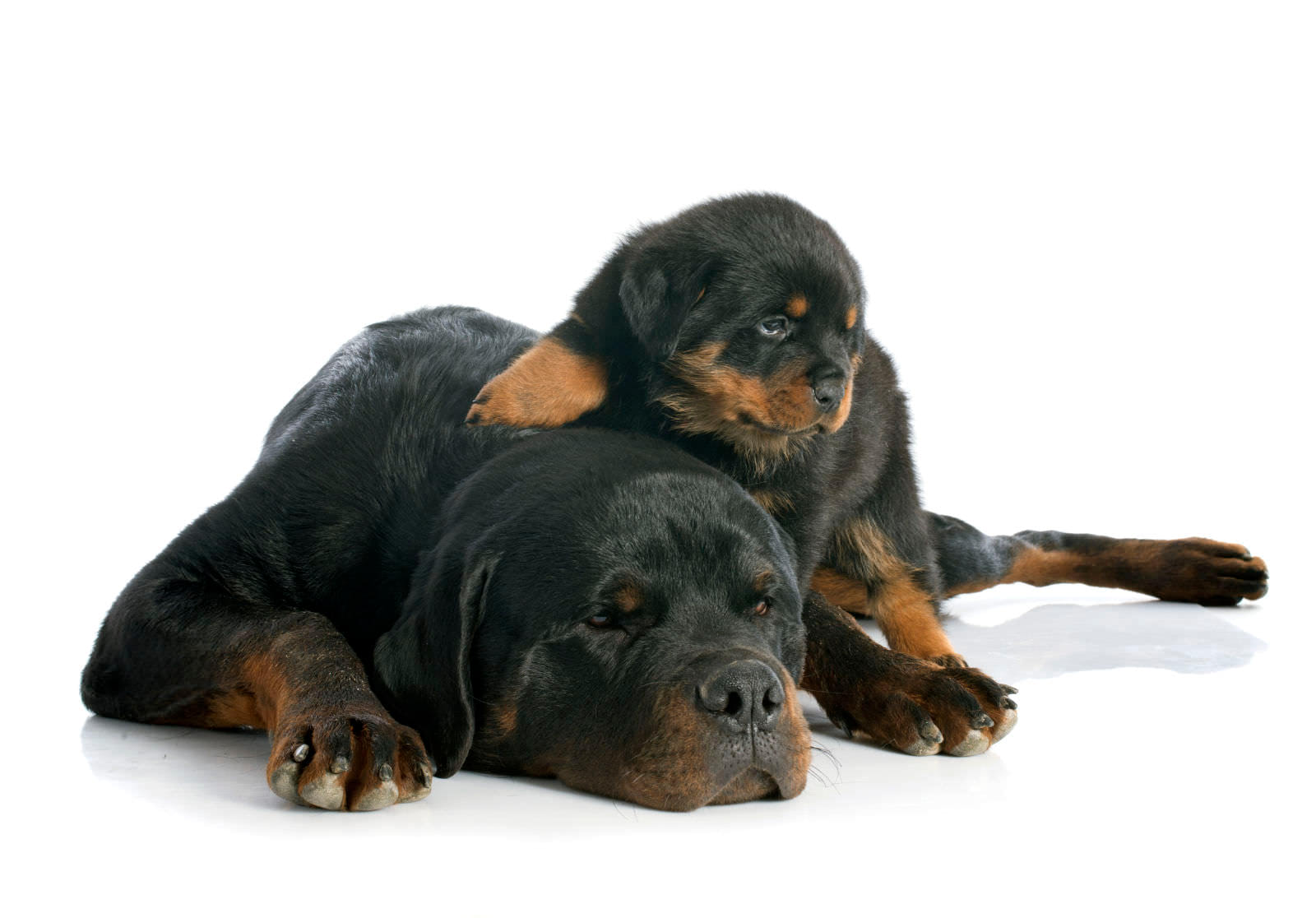 Rottweiler