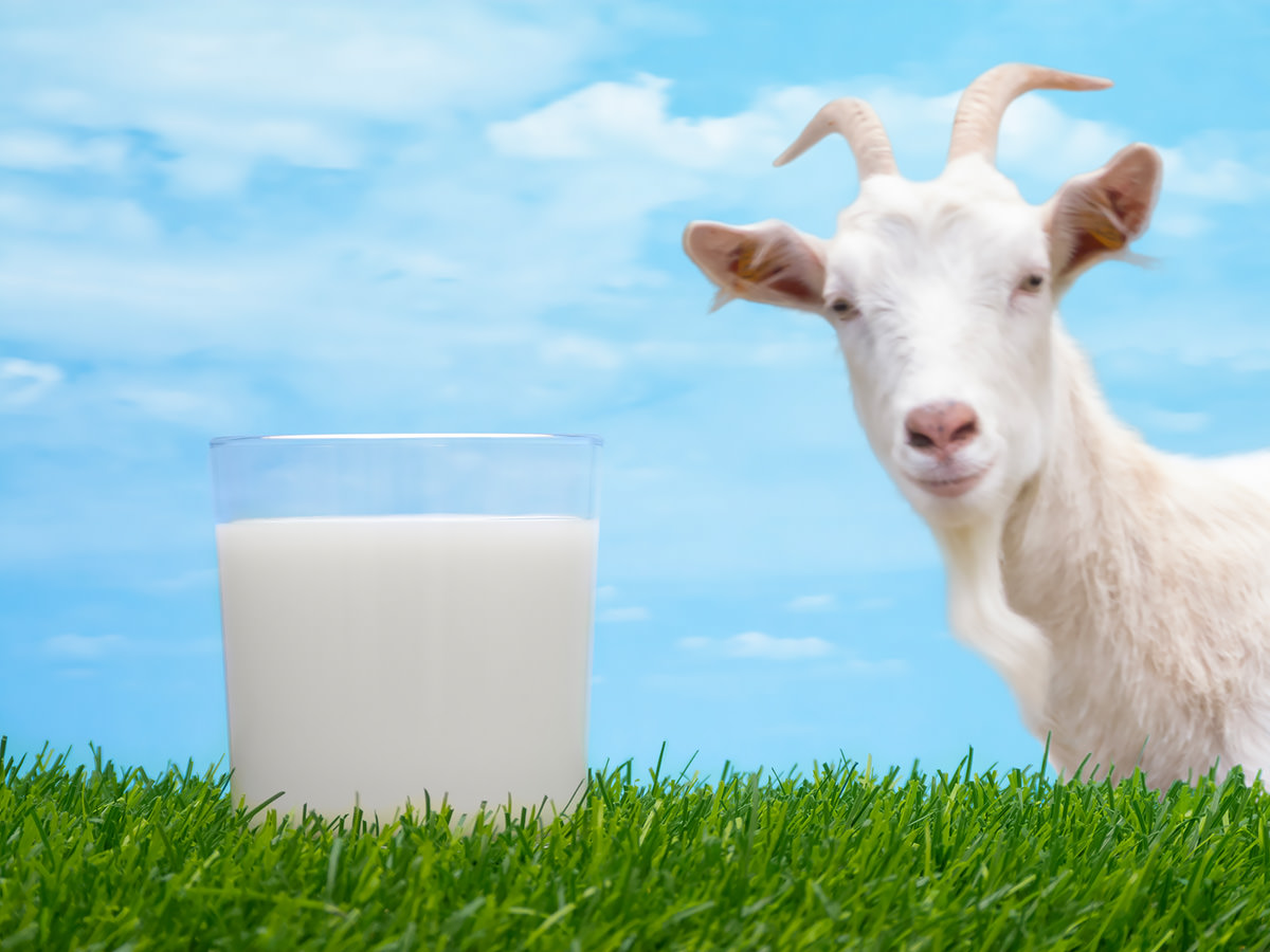 latte di capra per cani