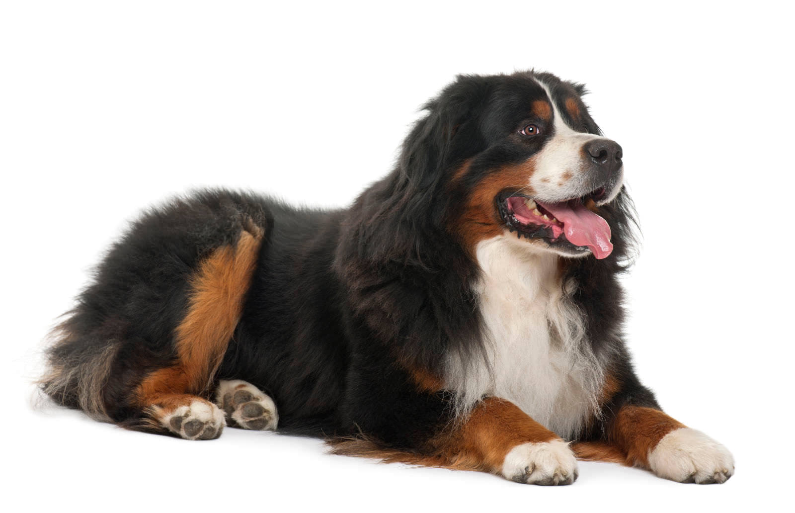 Quanto tempo vivono i cani di grossa taglia?