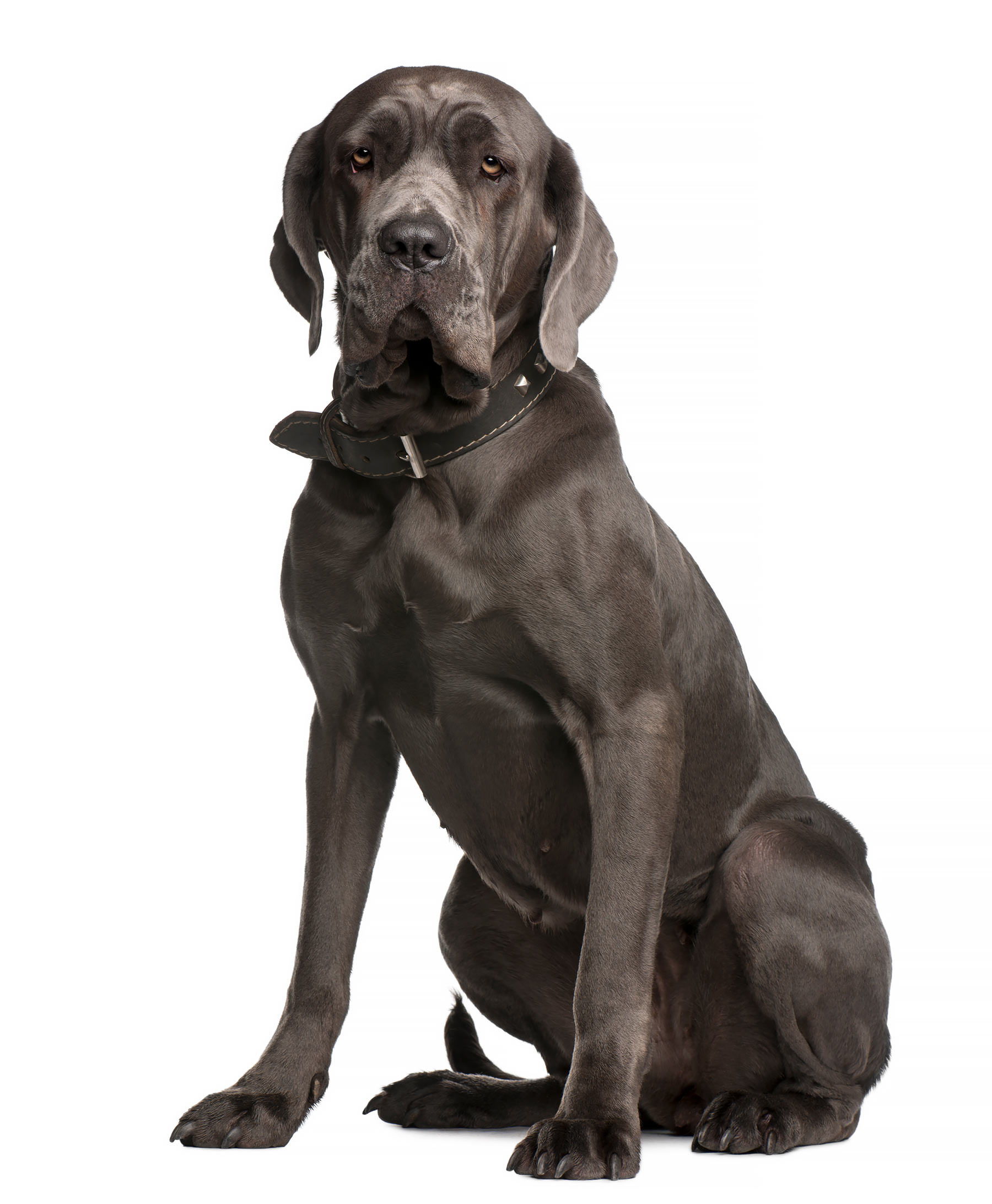 mastino napoletano