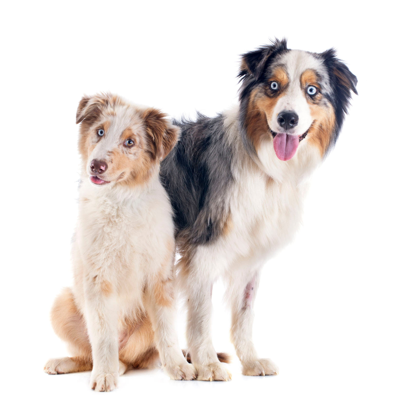 Australian Shepherd