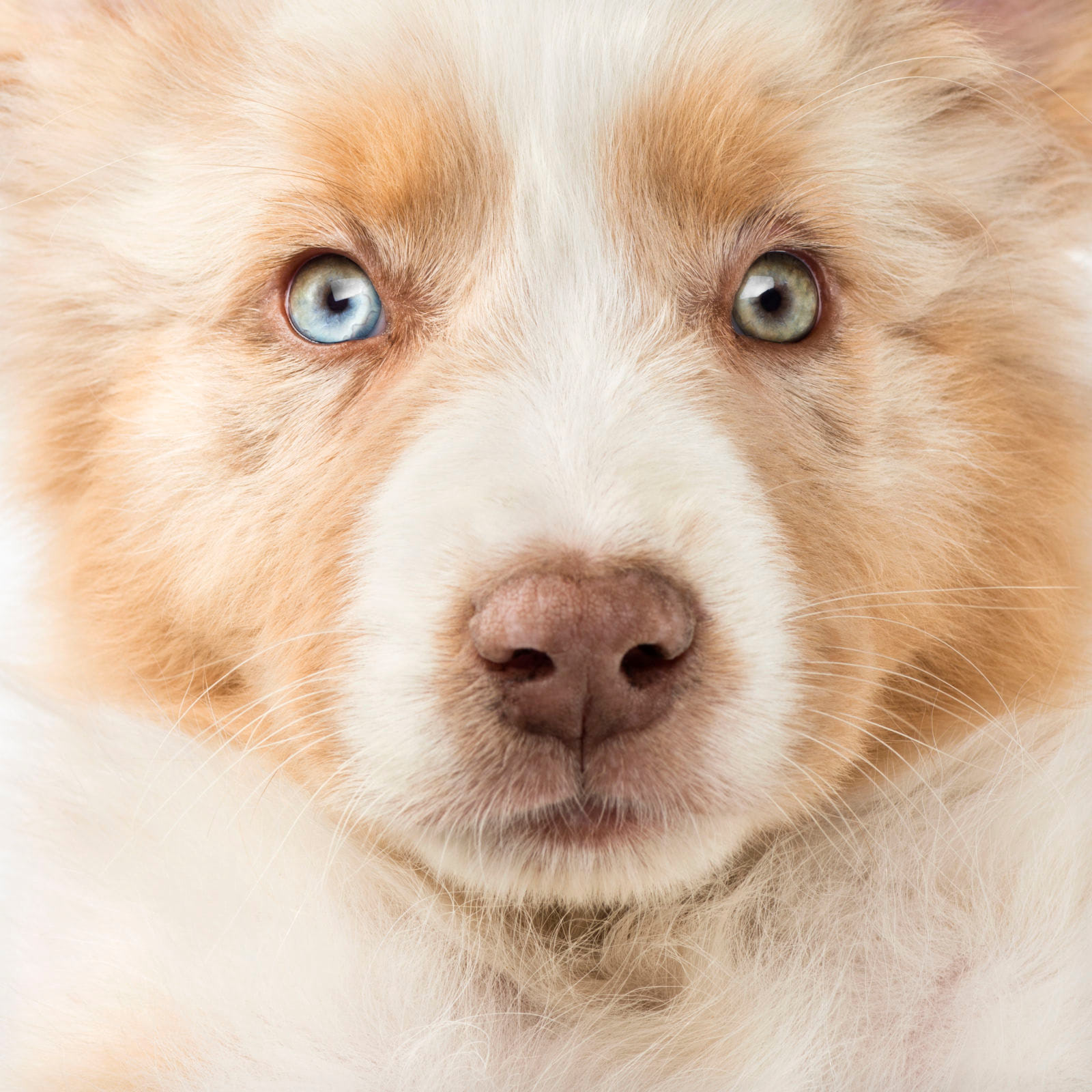 Australian Shepherd