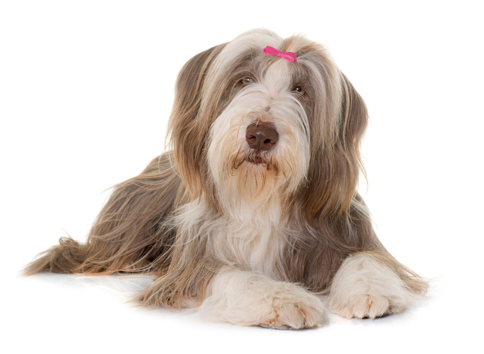 Bearded Collie