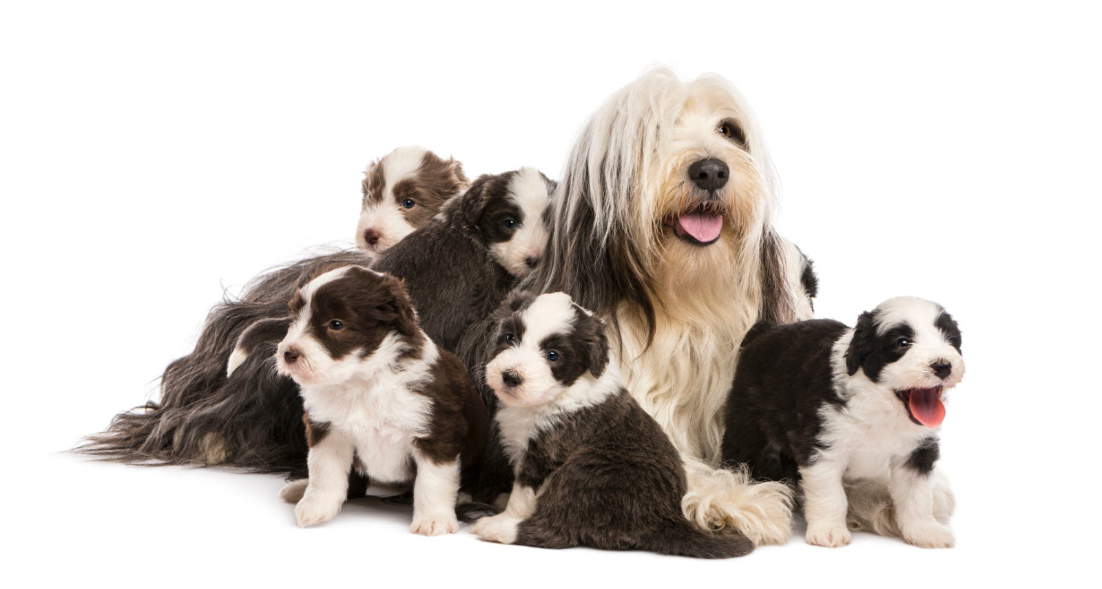 Bearded Collie
