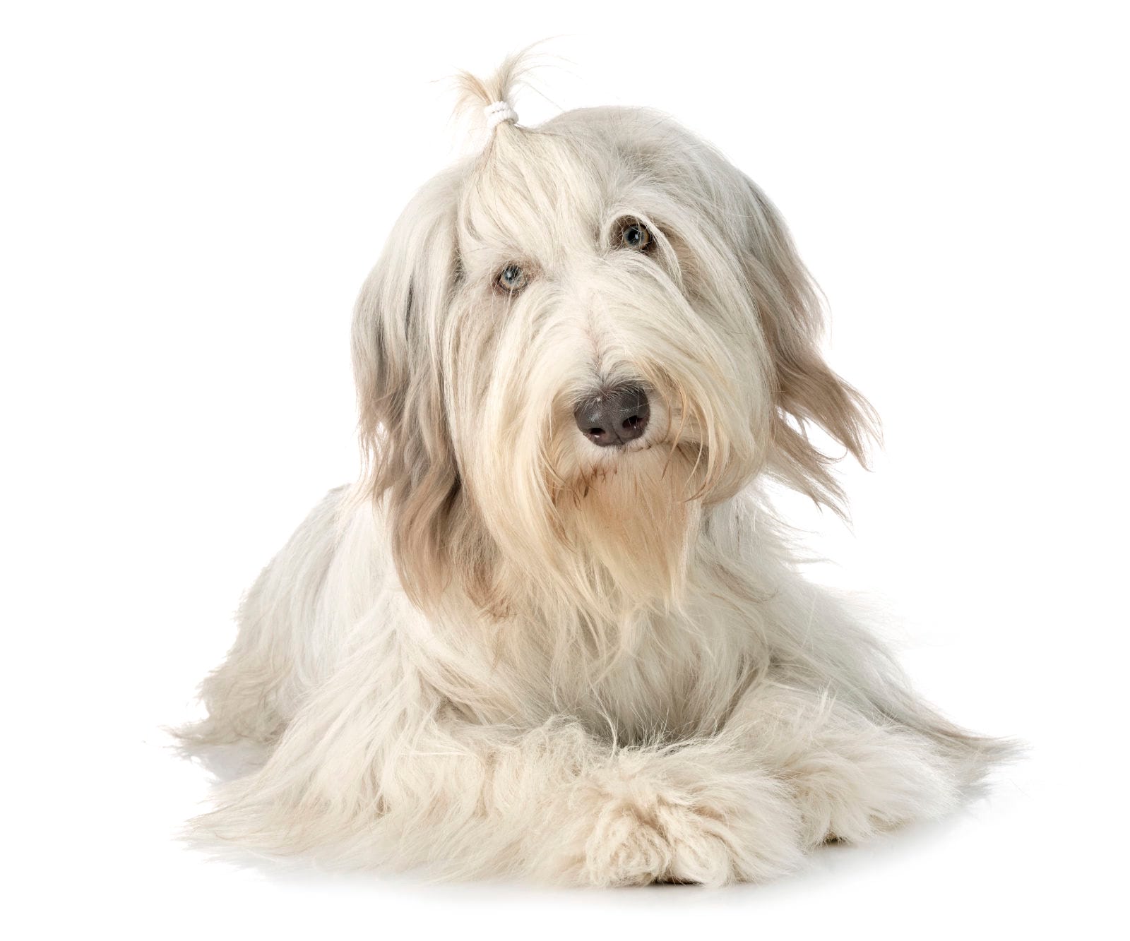 Bearded Collie