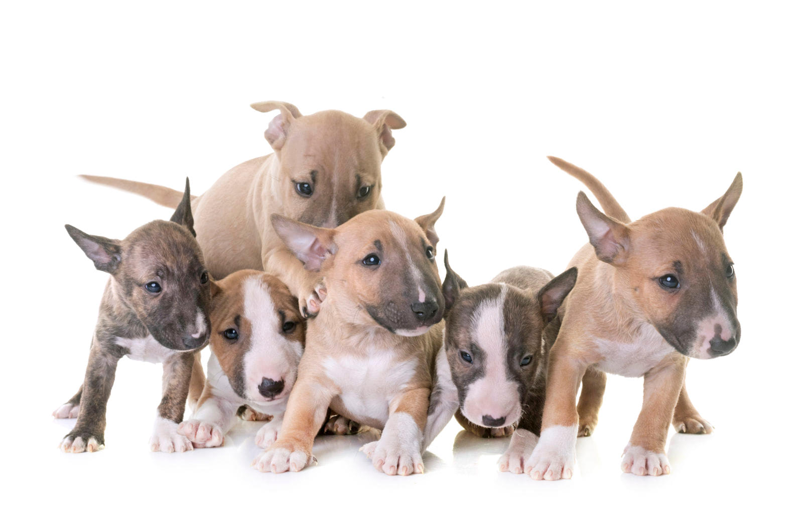 Bull Terrier