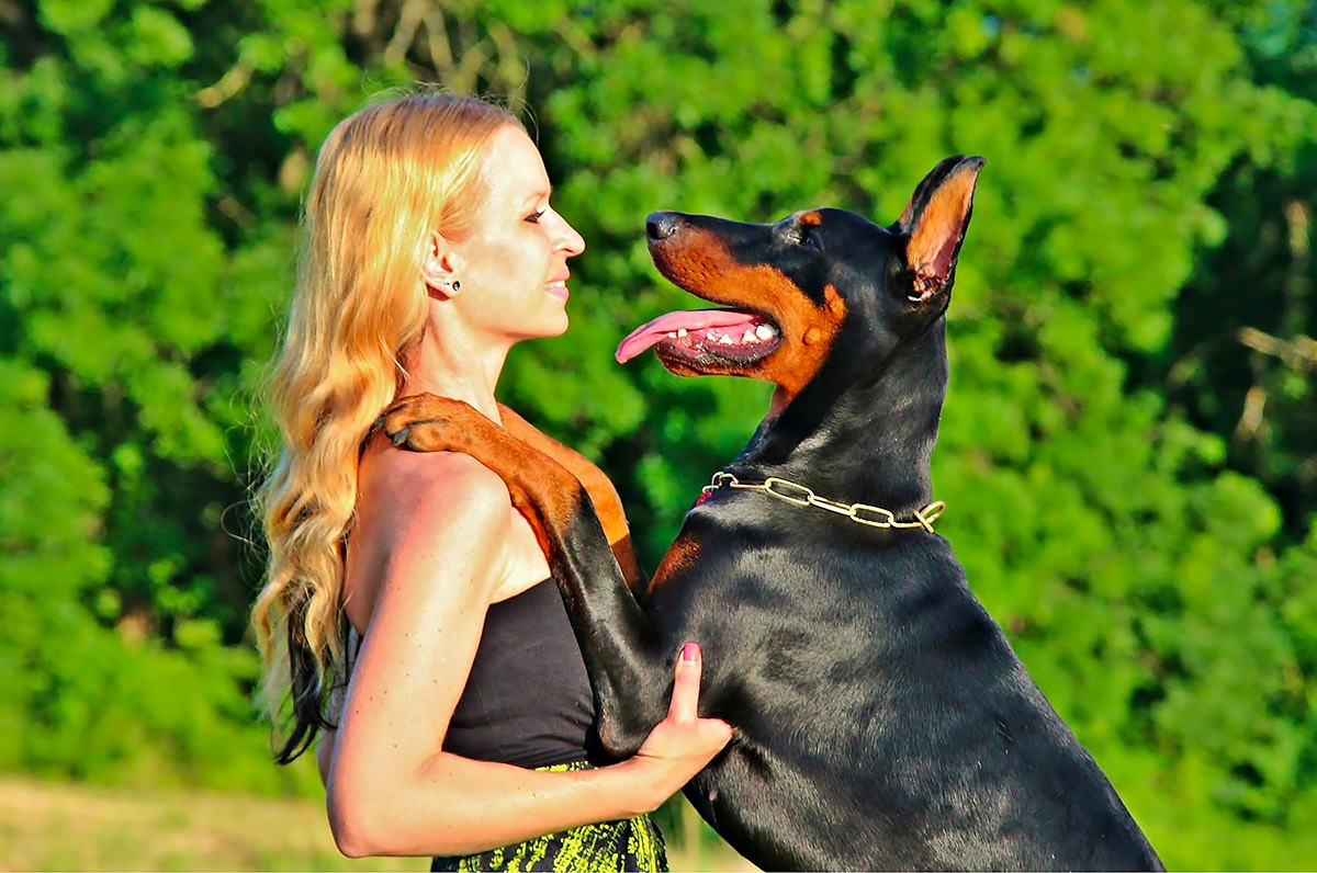 Dobermann Pinscher