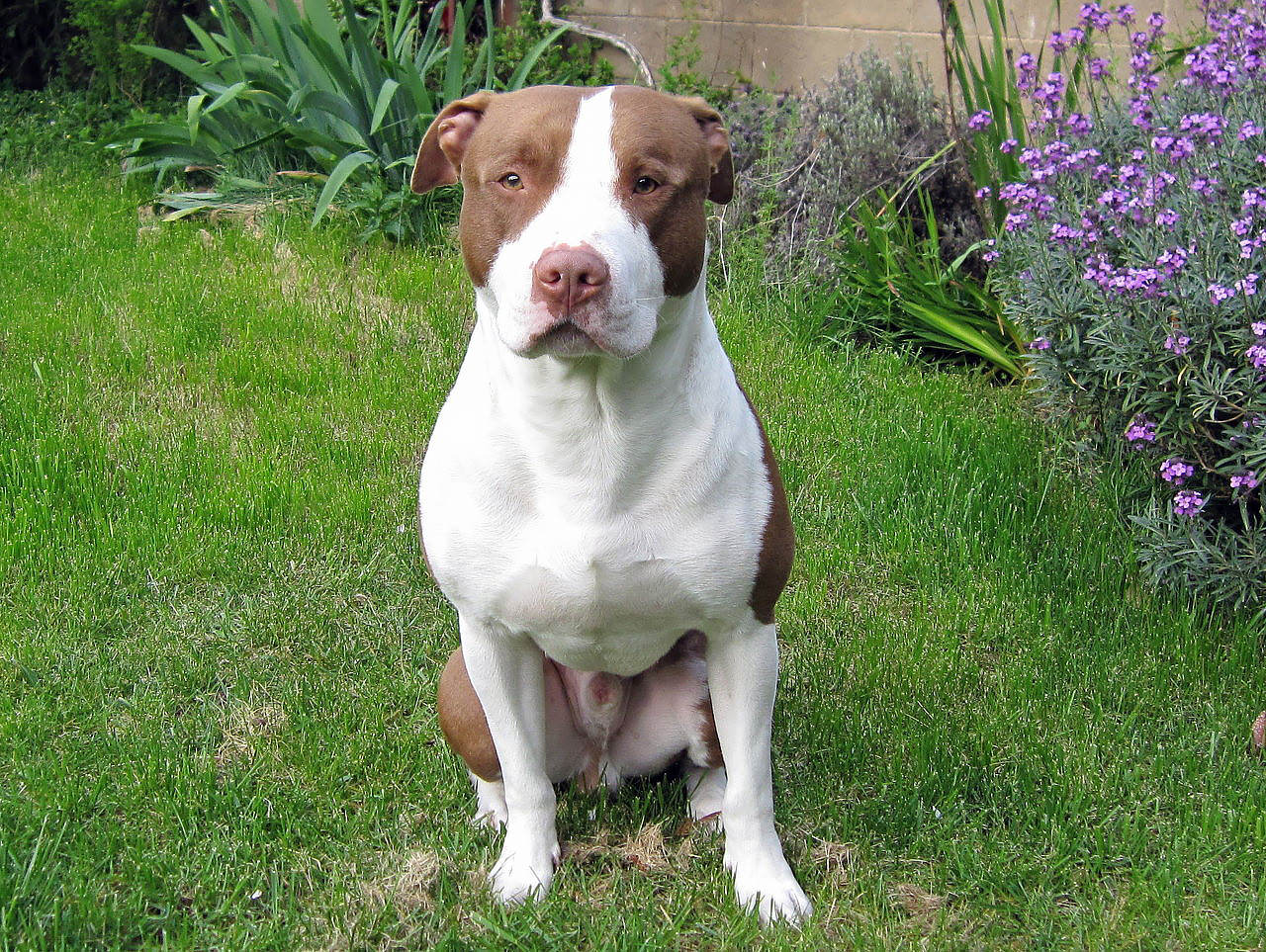 pitbull