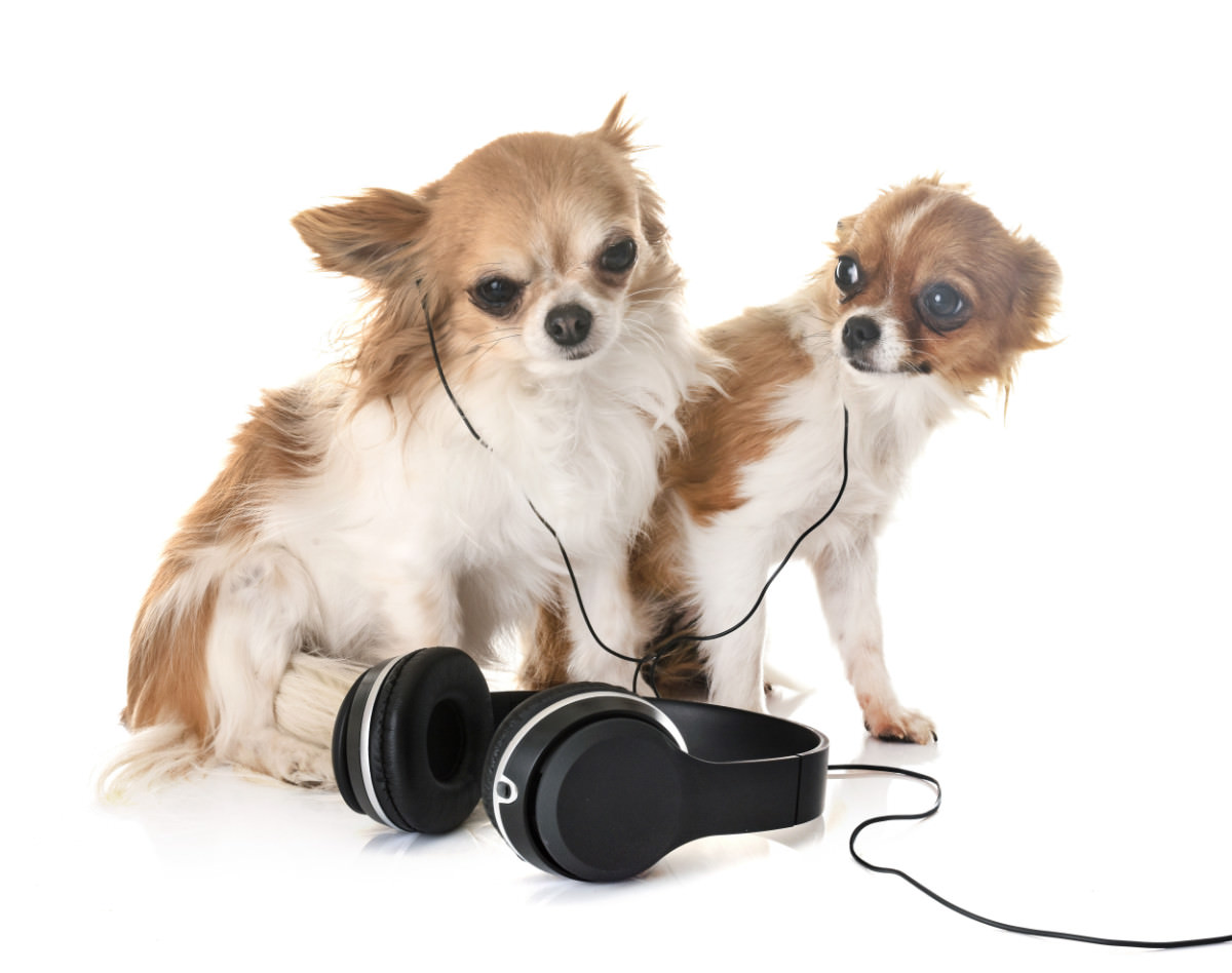 Due cani che ascoltano la musica