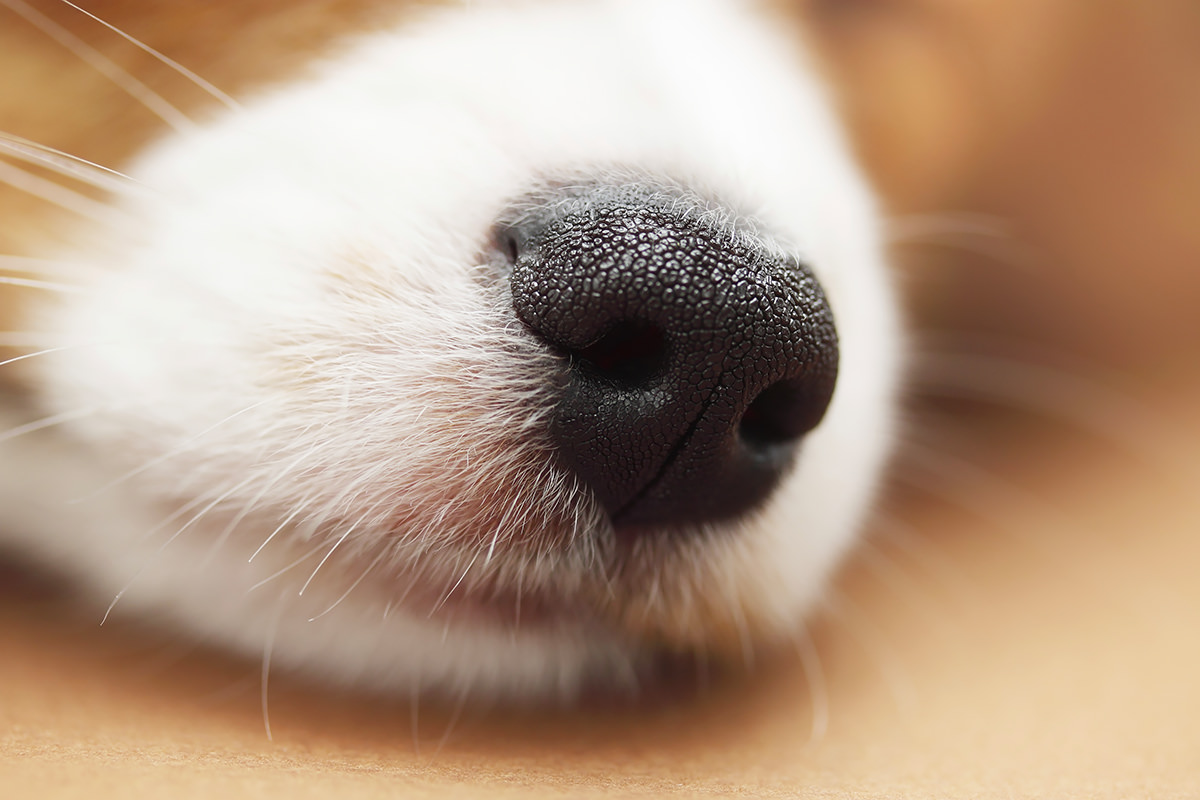 naso di un cane