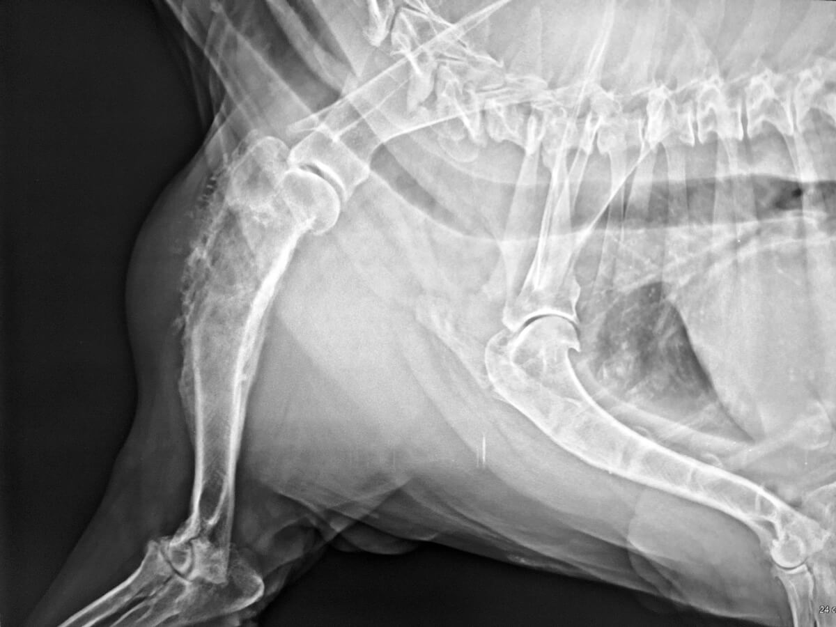 osteosarcoma-del-cane-cause-sintomi-e-trattamenti-guida-vet