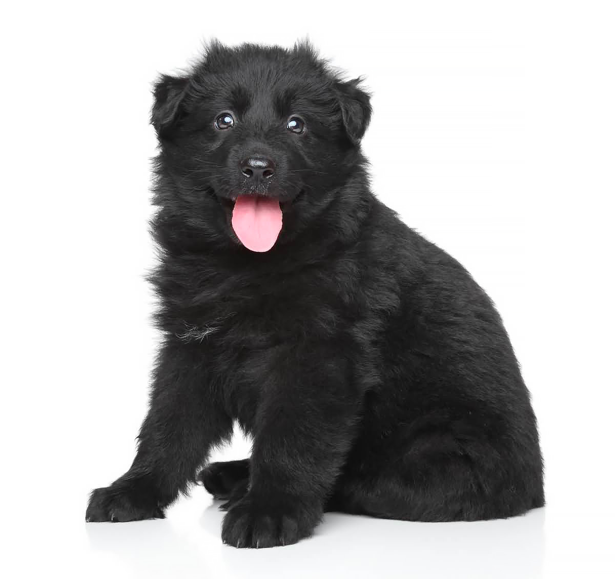 un cucciolo nero di pastore tedesco