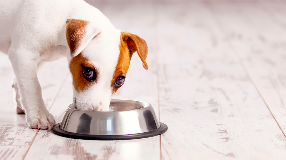 Patologie associate al cibo per cani