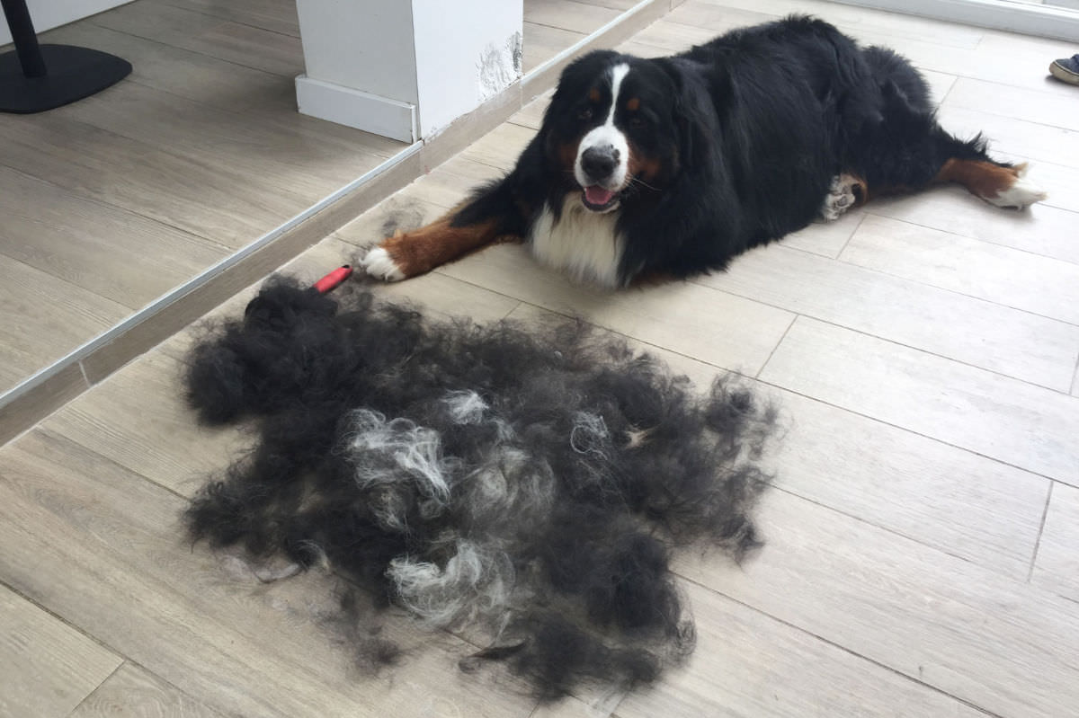 perdita di pelo nel cane