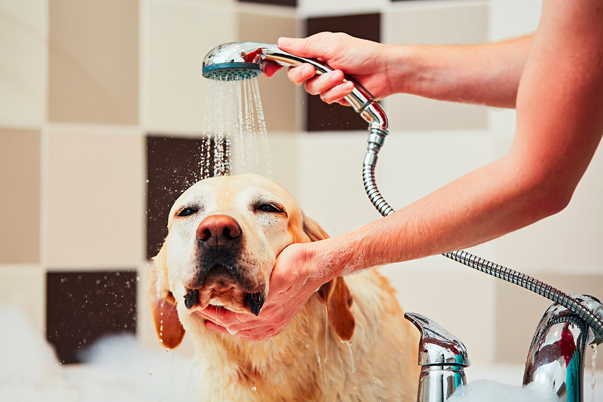Cane che fa un bagno caldo