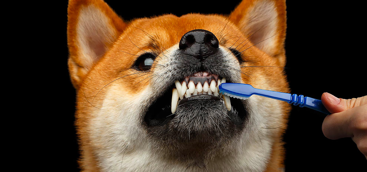 pulizia denti