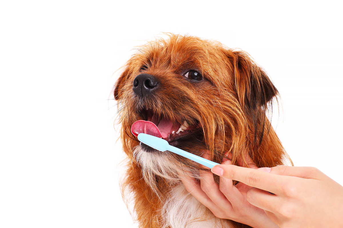 pulizia denti di un cucciolo di cane