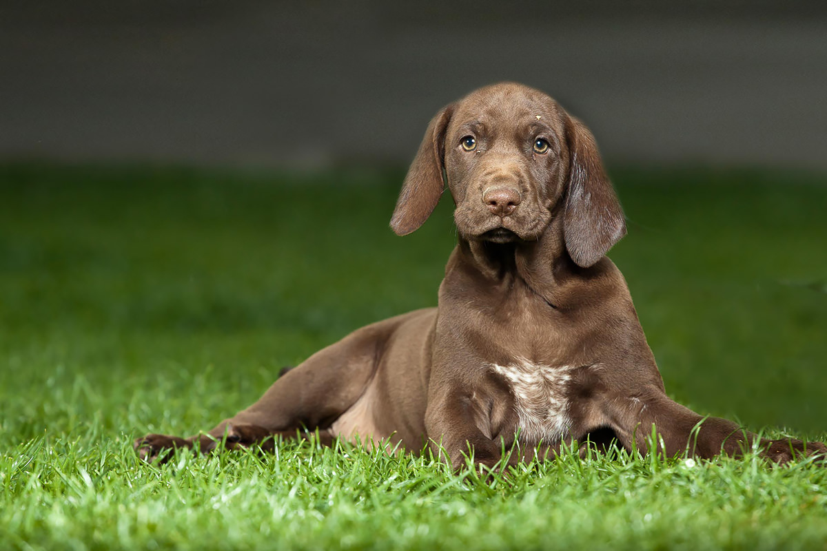 Le migliori 9 razze di cani ideali per i climi caldi Petyoo