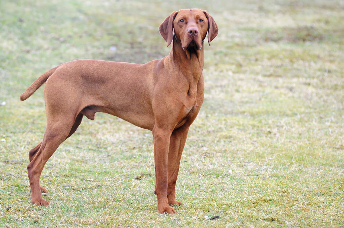 Le migliori 9 razze di cani ideali per i climi caldi Petyoo