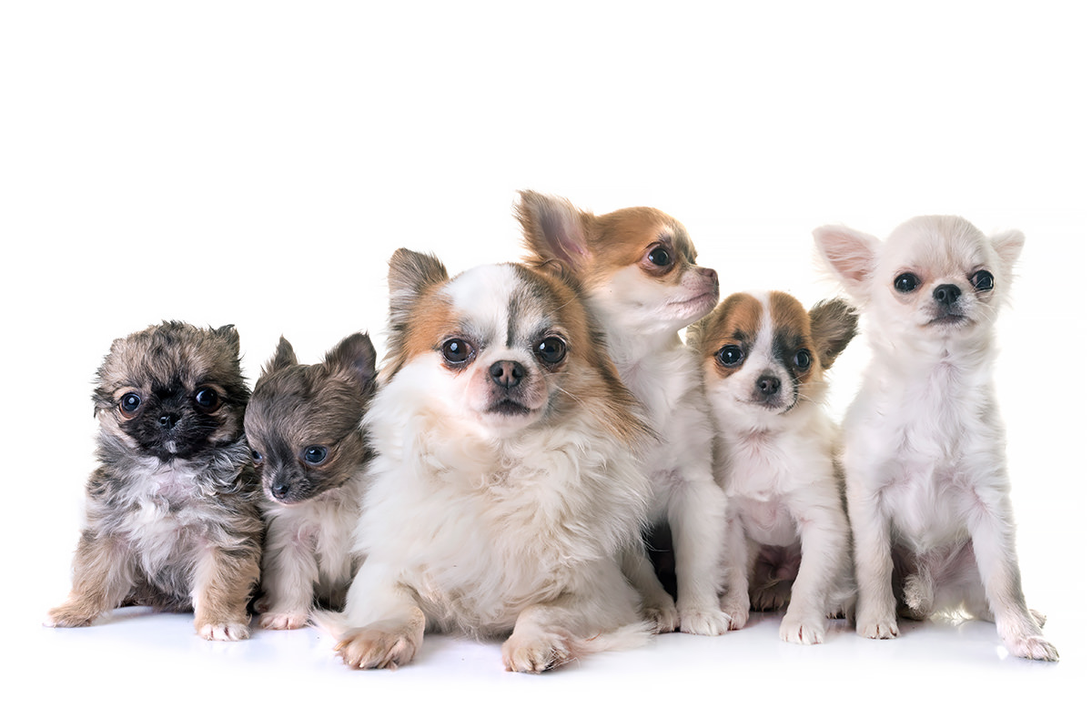Chihuahua